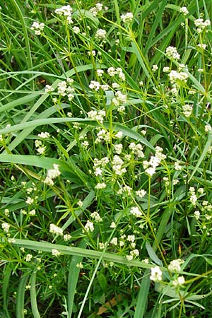 Galium pumilum \ Heide-Labkraut, Zierliches Labkraut / Slender Bedstraw, D Blaubeuren 2.6.2015