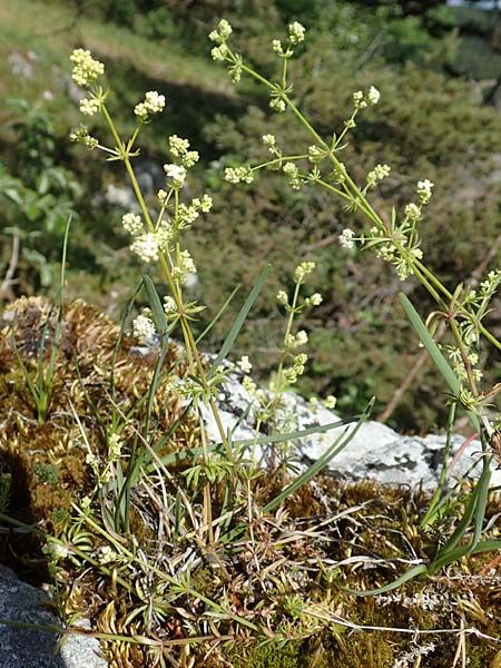 Galium pumilum \ Heide-Labkraut, Zierliches Labkraut / Slender Bedstraw, D Fridingen 3.6.2015