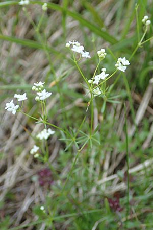 Galium pumilum \ Heide-Labkraut, Zierliches Labkraut / Slender Bedstraw, D Pfronten 28.6.2016