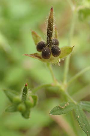 Geranium pusillum \ Kleiner Storchschnabel / Small-Flowered Crane's-Bill, D Mömlingen 16.7.2016