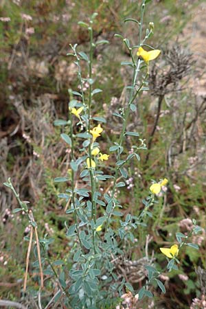 Genista pilosa \ Heide-Ginster, Behaarter Ginster / Hairy Greenweed, D Bad Dürkheim 3.10.2016