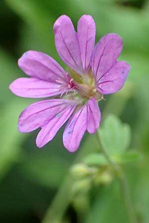 Geranium pyrenaicum \ Pyrenen-Storchschnabel / Hedge-Row Crane's-Bill, D Waghäusel 14.10.2016