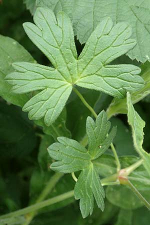 Geranium pyrenaicum \ Pyrenen-Storchschnabel / Hedge-Row Crane's-Bill, D Waghäusel 14.10.2016