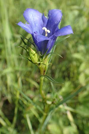 Gentiana pneumonanthe \ Lungen-Enzian / Marsh Gentian, D Groß-Gerau 28.7.2017
