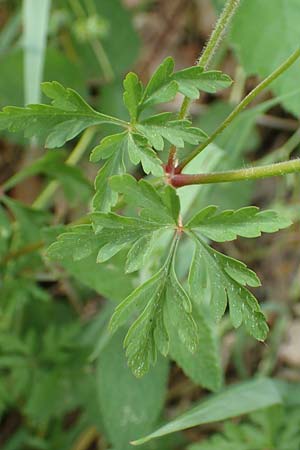 Geranium purpureum \ Purpur-Storchschnabel / Little Robin, Lesser Herb Robert, D Eberbach 11.5.2018