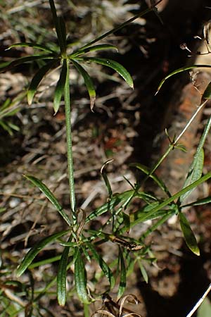 Galium pumilum \ Heide-Labkraut, Zierliches Labkraut / Slender Bedstraw, D Brensbach 10.10.2020