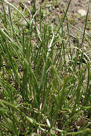 Gagea pratensis \ Wiesen-Gelbstern / Meadow Gagea, D Weinheim an der Bergstraße 26.3.2021