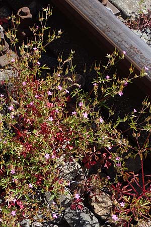 Geranium purpureum \ Purpur-Storchschnabel / Little Robin, Lesser Herb Robert, D Mannheim 13.5.2021