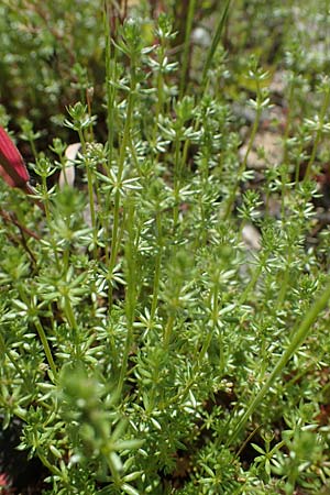 Galium parisiense var. leiocarpum, Kahles Pariser Labkraut