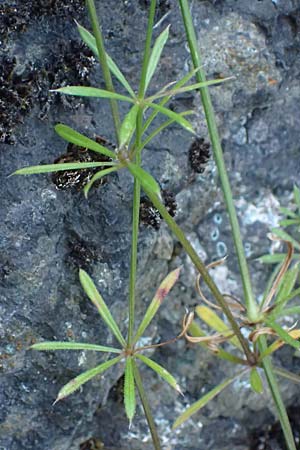 Galium pumilum \ Heide-Labkraut, Zierliches Labkraut / Slender Bedstraw, D Idar-Oberstein 26.6.2023