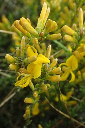 Genista pilosa \ Heide-Ginster, Behaarter Ginster / Hairy Greenweed, D Mannheim 22.4.2025