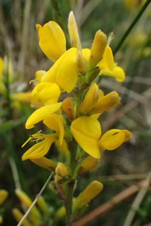 Genista pilosa \ Heide-Ginster, Behaarter Ginster / Hairy Greenweed, D Mannheim 22.4.2025