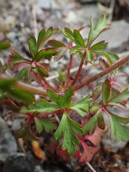 Geranium purpureum \ Purpur-Storchschnabel / Little Robin, Lesser Herb Robert, D Schwetzingen 22.4.2025