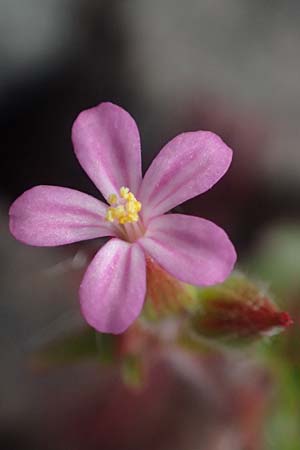 Geranium purpureum \ Purpur-Storchschnabel / Little Robin, Lesser Herb Robert, D Schwetzingen 22.4.2025