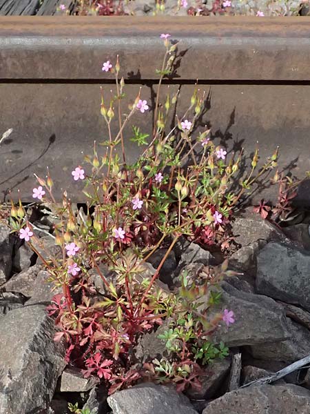 Geranium purpureum \ Purpur-Storchschnabel / Little Robin, Lesser Herb Robert, D Schwetzingen 22.4.2025