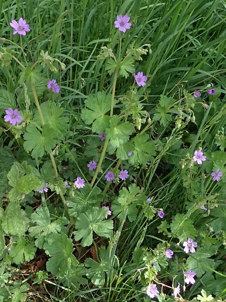 Geranium pyrenaicum \ Pyrenen-Storchschnabel / Hedge-Row Crane's-Bill, D Königsbach-Stein 23.4.2025