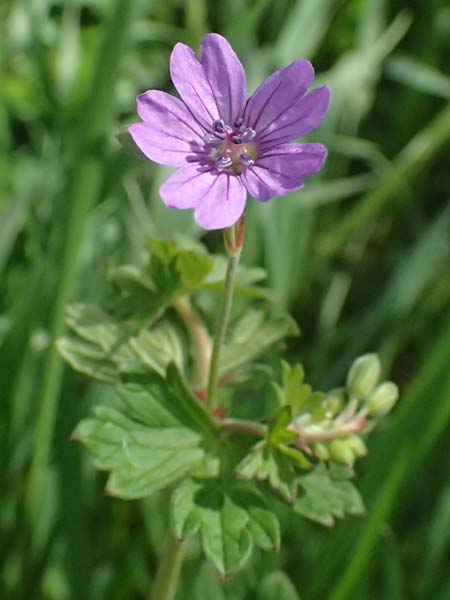 Geranium pyrenaicum \ Pyrenen-Storchschnabel / Hedge-Row Crane's-Bill, D Königsbach-Stein 23.4.2025