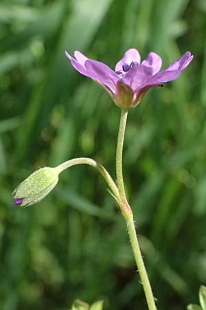 Geranium pyrenaicum \ Pyrenen-Storchschnabel / Hedge-Row Crane's-Bill, D Königsbach-Stein 23.4.2025