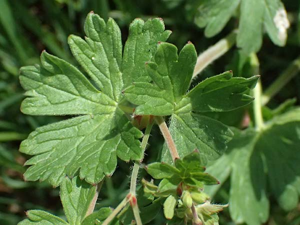 Geranium pyrenaicum \ Pyrenen-Storchschnabel / Hedge-Row Crane's-Bill, D Königsbach-Stein 23.4.2025