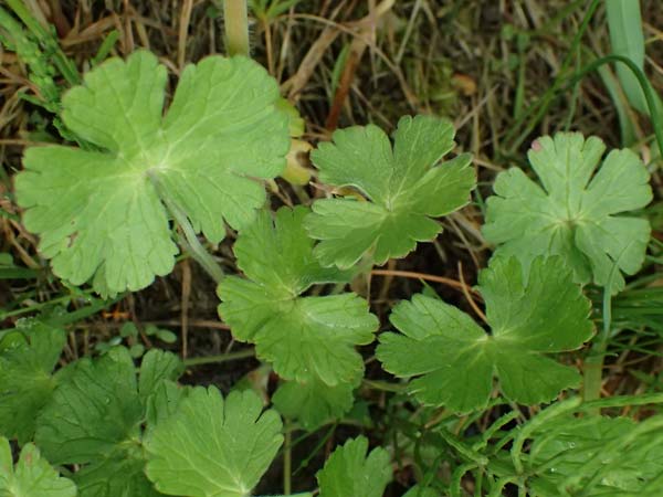 Geranium pyrenaicum \ Pyrenen-Storchschnabel / Hedge-Row Crane's-Bill, D Freyung 9.5.2025
