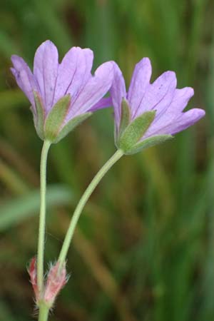 Geranium pyrenaicum \ Pyrenen-Storchschnabel / Hedge-Row Crane's-Bill, D Freyung 9.5.2025