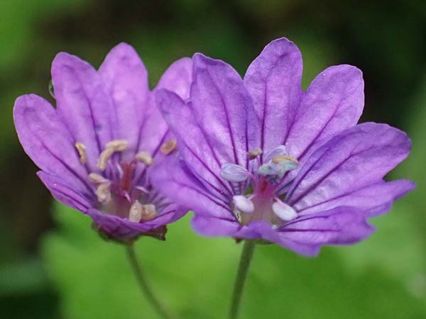 Geranium pyrenaicum \ Pyrenen-Storchschnabel / Hedge-Row Crane's-Bill, D Freyung 9.5.2025