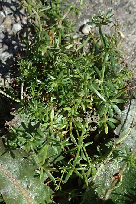 Galium parisiense s.str. \ Pariser Labkraut / Wall Bedstraw, D Rauenberg 25.4.2026
