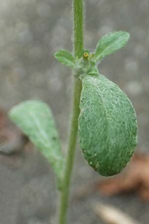 Gnaphalium pensylvanicum \ Pennsylanisches Schein-Ruhrkraut / Pensylvania Cudweed, D M&uuml;lheim an der Ruhr 31.8.2026