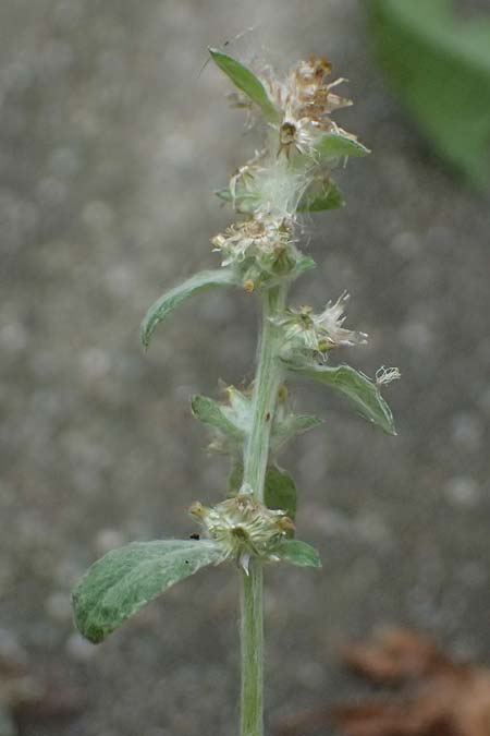 Gnaphalium pensylvanicum \ Pennsylanisches Schein-Ruhrkraut / Pensylvania Cudweed, D M&uuml;lheim an der Ruhr 31.8.2026