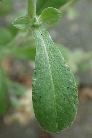 Gnaphalium pensylvanicum \ Pennsylanisches Schein-Ruhrkraut / Pensylvania Cudweed, D M&uuml;lheim an der Ruhr 31.8.2026