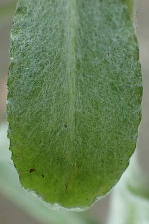 Gnaphalium pensylvanicum \ Pennsylanisches Schein-Ruhrkraut / Pensylvania Cudweed, D M&uuml;lheim an der Ruhr 31.8.2026