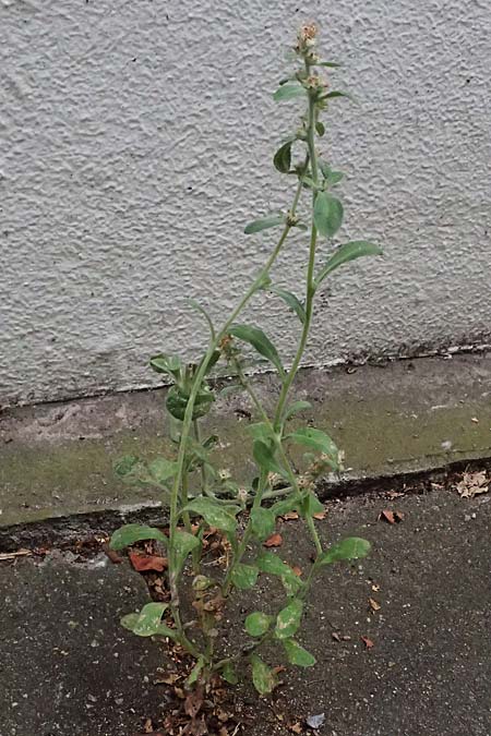 Gnaphalium pensylvanicum \ Pennsylanisches Schein-Ruhrkraut / Pensylvania Cudweed, D M&uuml;lheim an der Ruhr 31.8.2026