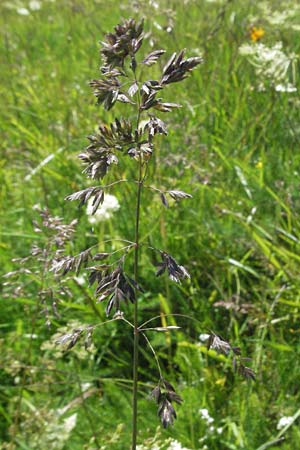 Poa alpina \ Alpen-Rispengras / Alpine Meadow Grass, D Schwarzwald/Black-Forest, Feldberg 24.6.2007