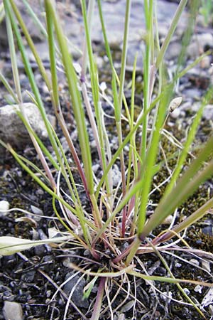Festuca myuros \ Museschwanz-Federschwingel, Gewhnlicher Federschwingel / Rat's-Tail Fescue, D Mannheim 13.5.2015