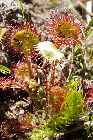 Drosera rotundifolia \ Rundblttriger Sonnentau / Round-Leaved Sundew, D Ober-Roden 17.6.2015