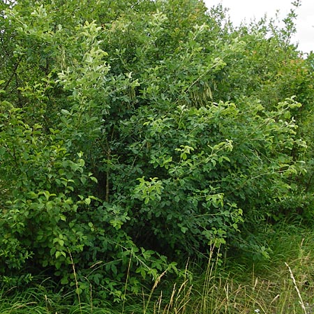 Laburnum alpinum \ Alpen-Goldregen / Alpine Golden Chain, Scottish Golden Chain, D Wurmlingen 20.6.2015