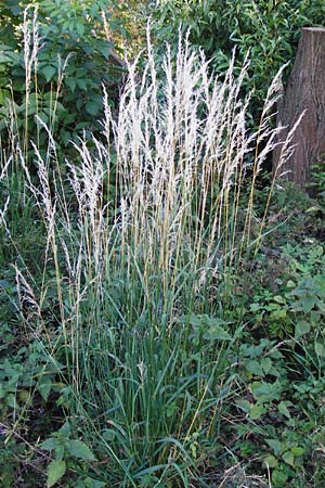 Arrhenatherum elatius \ Gewhnlicher Glatthafer / Bulbous Oat Grass, Tall Oat Grass, D Eich 30.6.2015