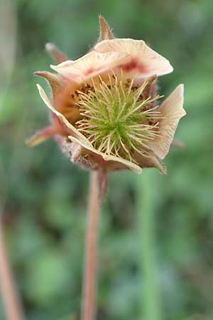 Geum rivale \ Bach-Nelkenwurz / Water Avens, D Kämpfelbach 29.4.2017