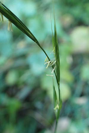 Brachypodium sylvaticum \ Wald-Zwenke / False Brome, D Weinheim an der Bergstraße 14.10.2017