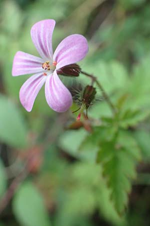 Geranium robertianum \ Stinkender Storchschnabel, Ruprechtskraut / Herb Robert, D Aachen 24.5.2018