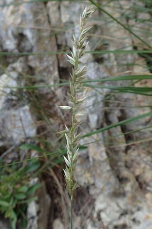 Koeleria pyramidata \ Pyramiden-Kammschmiele / Pyramidal Hair Grass, D Beuron 26.6.2018