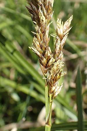 Carex paniculata \ Rispen-Segge / Greater Tussock Sedge, D Schwaigen-Hinterbraunau 2.5.2019