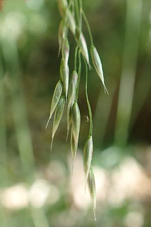 Deschampsia flexuosa \ Draht-Schmiele / Wavy Hair Grass, D Neustadt an der Weinstraße 2.6.2019