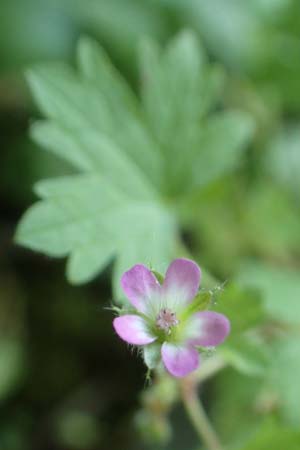Geranium rotundifolium \ Rundblttriger Storchschnabel / Round-Leaved Crane's-Bill, D Herne 14.6.2019