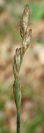 Danthonia decumbens \ Tuschender Dreizahn / Common Heath Grass, D Hunsrück, Börfink 18.7.2020