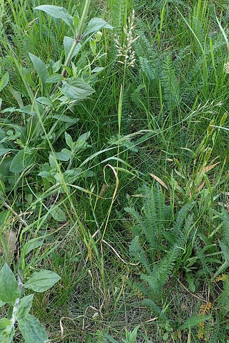 Arrhenatherum elatius \ Gewhnlicher Glatthafer / Bulbous Oat Grass, Tall Oat Grass, D Mannheim 27.4.2022
