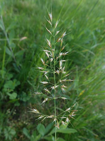 Arrhenatherum elatius \ Gewhnlicher Glatthafer / Bulbous Oat Grass, Tall Oat Grass, D Mannheim 27.4.2022
