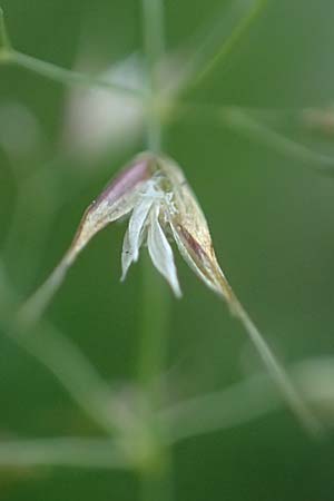 Arrhenatherum elatius \ Gewhnlicher Glatthafer / Bulbous Oat Grass, Tall Oat Grass, D Mannheim 27.4.2022