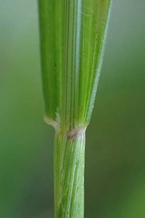 Arrhenatherum elatius \ Gewhnlicher Glatthafer / Bulbous Oat Grass, Tall Oat Grass, D Mannheim 27.4.2022