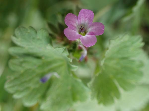 Geranium rotundifolium \ Rundblttriger Storchschnabel / Round-Leaved Crane's-Bill, D Bensheim 29.4.2022
